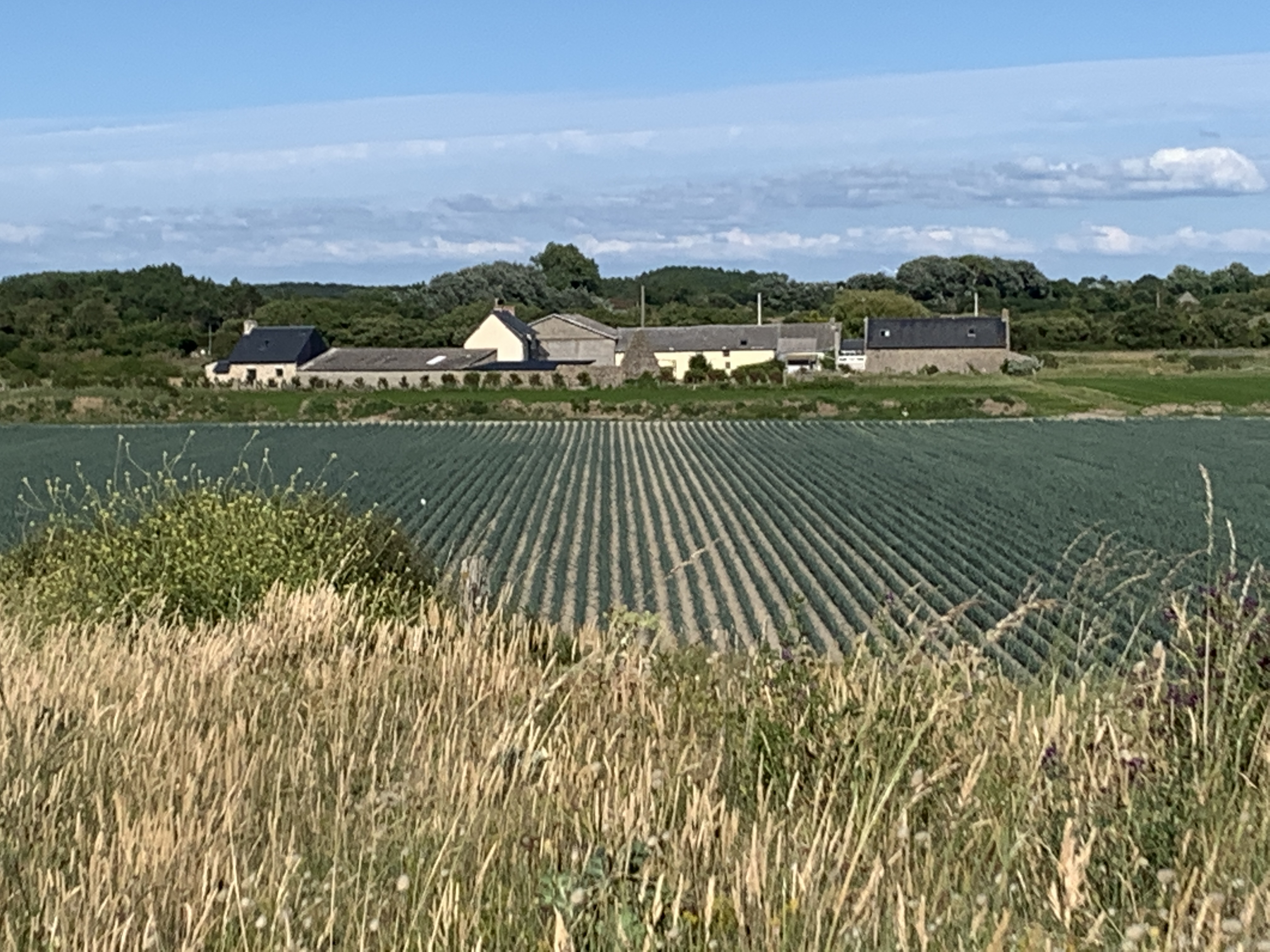 Hameau normand vu depuis les champs, près de Pirou